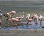 Lesser flamingo