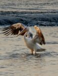 بجعه Pelican Bird