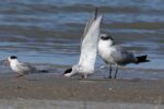 Arctic Tern Sterna paradisaea