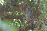 Long-eared Owl Asio otus