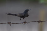 Black Scrub Robin