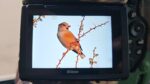 Hawfinch Coccothraustes coccothraustes