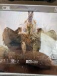 Himalayan Vulture