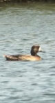 Greater Scaup Aythya marila